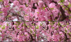 樱花视频下载,轻松获取精彩瞬间，留住美好回忆