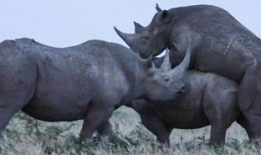 犀牛交配视频,自然界的浪漫瞬间
