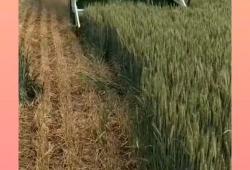 收割机收麦子视频,收割机助力麦收新篇章