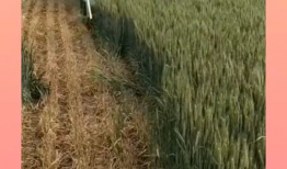 收割机收麦子视频,收割机助力麦收新篇章