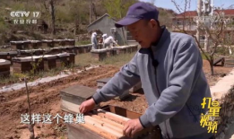 养蜂技术视频,从入门到精通的实用指南