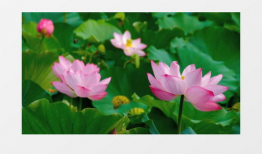 莲花视频,探寻东方美学与智慧之光