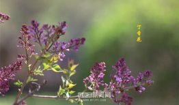 六月丁香视频,浪漫绽放的短视频盛宴