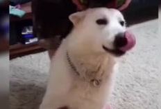 狗狗的搞笑视频,萌宠界的欢乐喜剧