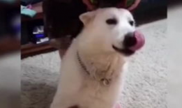 狗狗的搞笑视频,萌宠界的欢乐喜剧