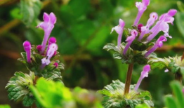 野草视频,探寻自然之美，感受生命力量