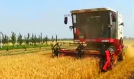 收割机收麦子视频,收割机助力麦收新篇章