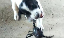 狗狗的搞笑视频,萌宠界的欢乐喜剧