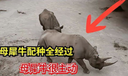 犀牛交配视频,自然界的浪漫瞬间