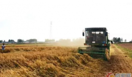 收割机收麦子视频,收割机助力麦收新篇章