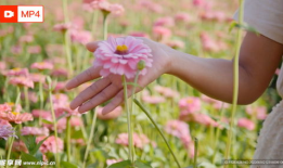 花卉视频,跟随视频探寻花卉之美