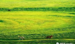 青青青草原在线视频,探寻草原生态魅力