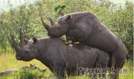 犀牛交配视频,自然界的浪漫瞬间
