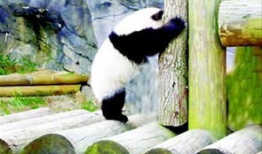 熊猫爬树视频,萌态可掬的森林舞者